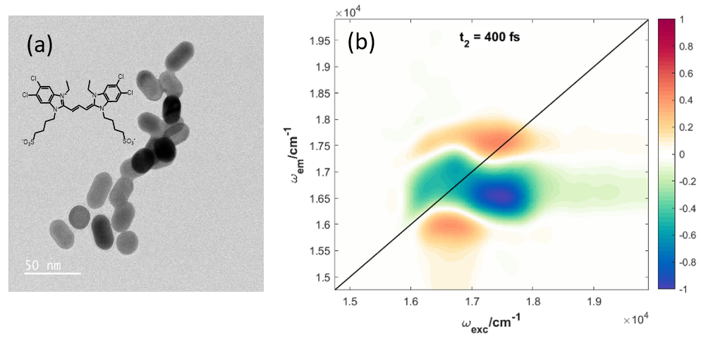 2D-ES Analysis of Colloidal Plexcitonic Nanohybrids