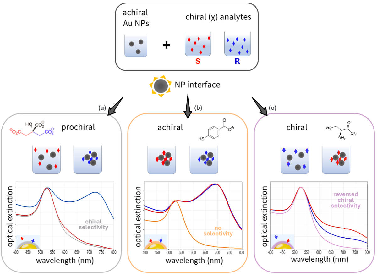All-optical investigation of chirality-driven interactions of spherical gold nanoparticles