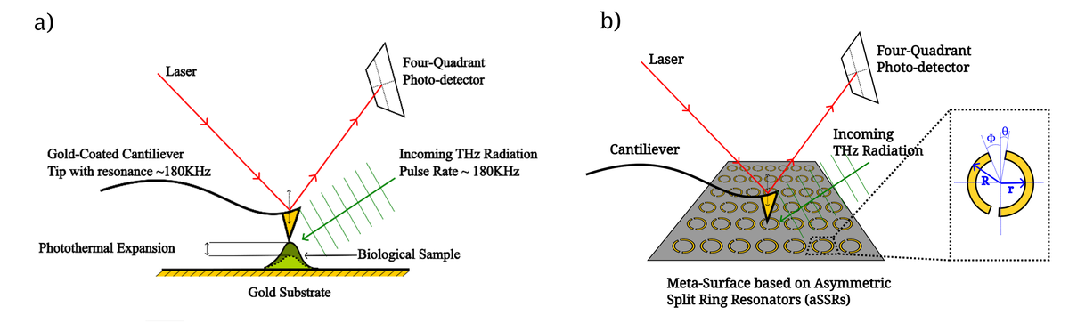 Development of Atomic Force Microscopy-assisted Terahertz Imaging to Probe Individual  Protein Nano-Structures