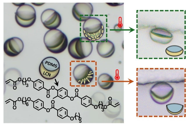Shape‐changing multiphase microlenses from Complex Liquid Crystal Emulsions: a proof of concept.